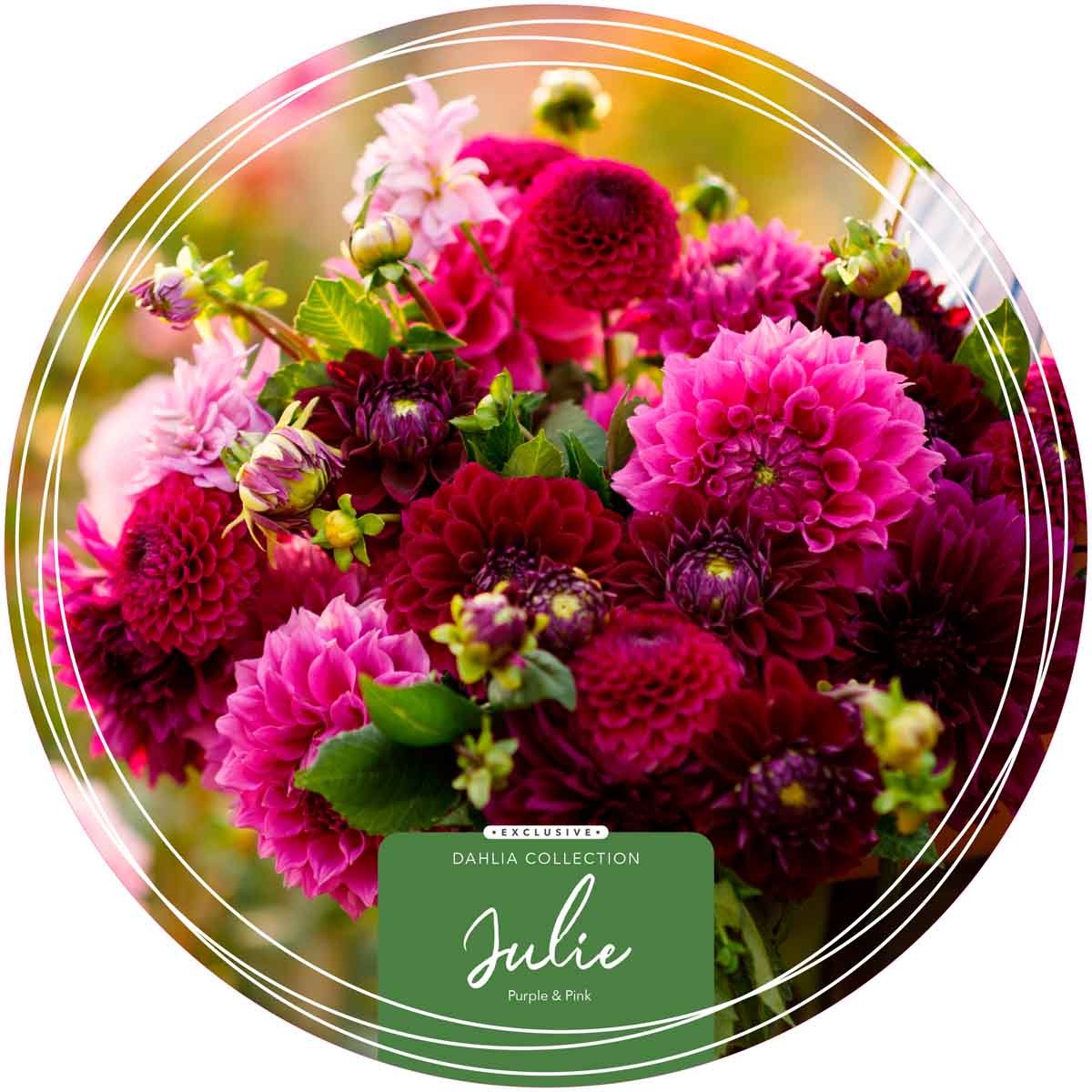 Exclusive Collection Dahlias 'Julie' - Purple and Pink