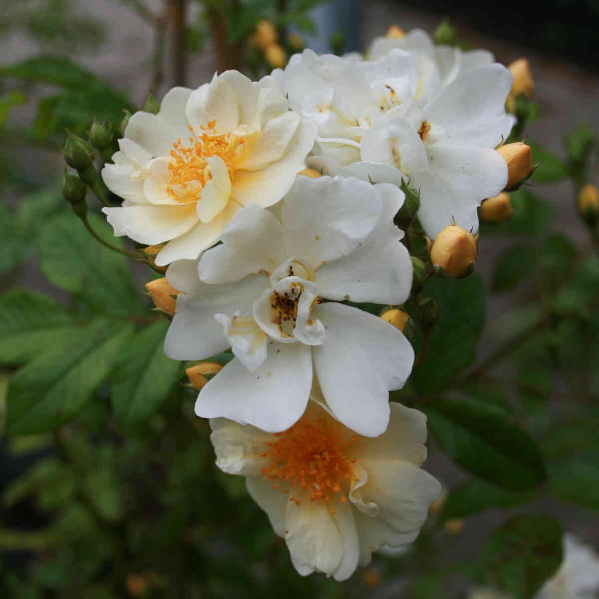 Rosa helena 'Hybrida'