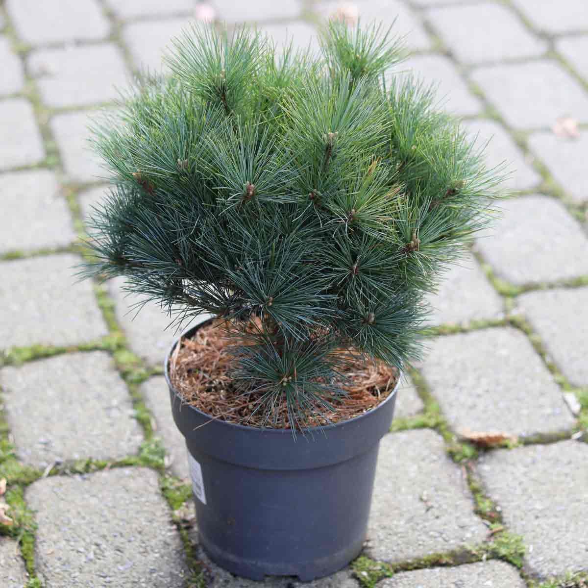 Pinus strobus 'Bergmans Mini' C 3,4