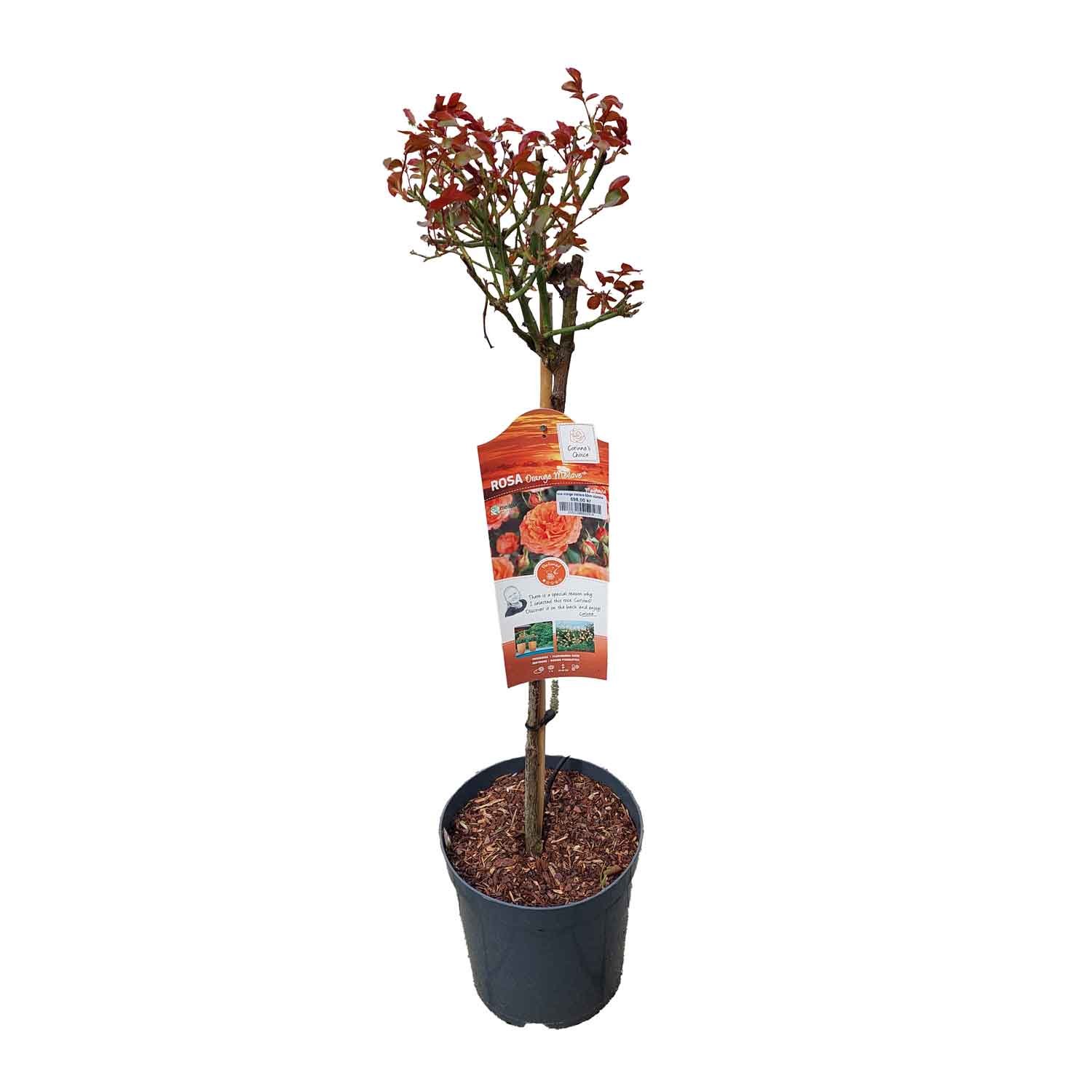 Rosa orange meilove 60cm stamme