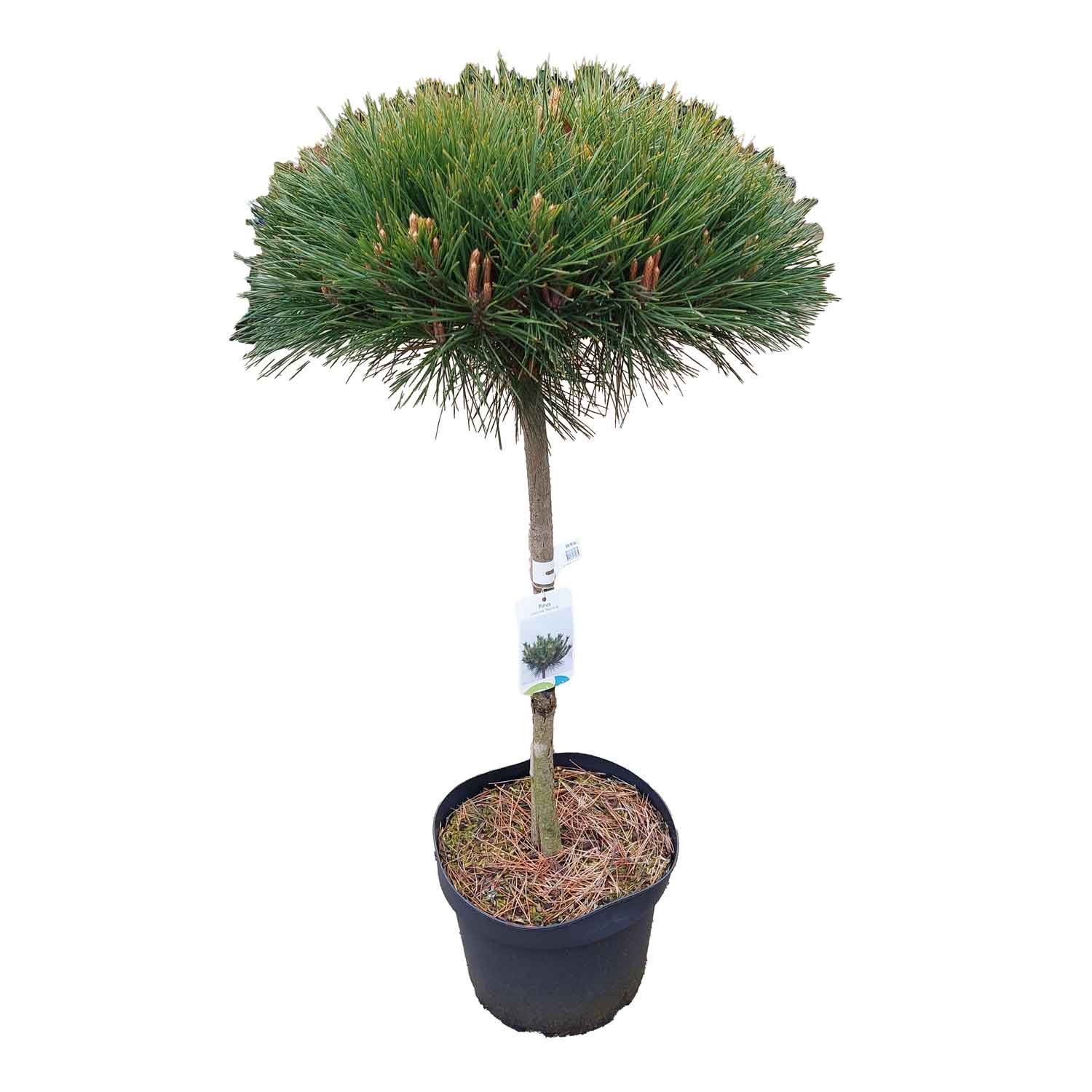 Penselfyr - Pinus parviflora 'Watnong' C10 60cm st