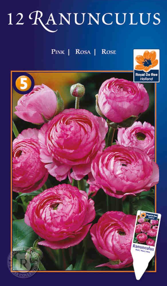 Ranunculus Pink - Ranunkel - 12 stk