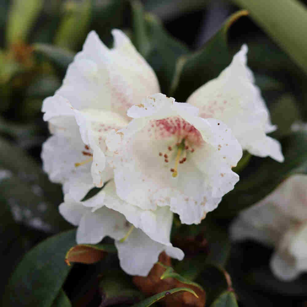 Rhododendron 'Honing Duft' 30/40 C5