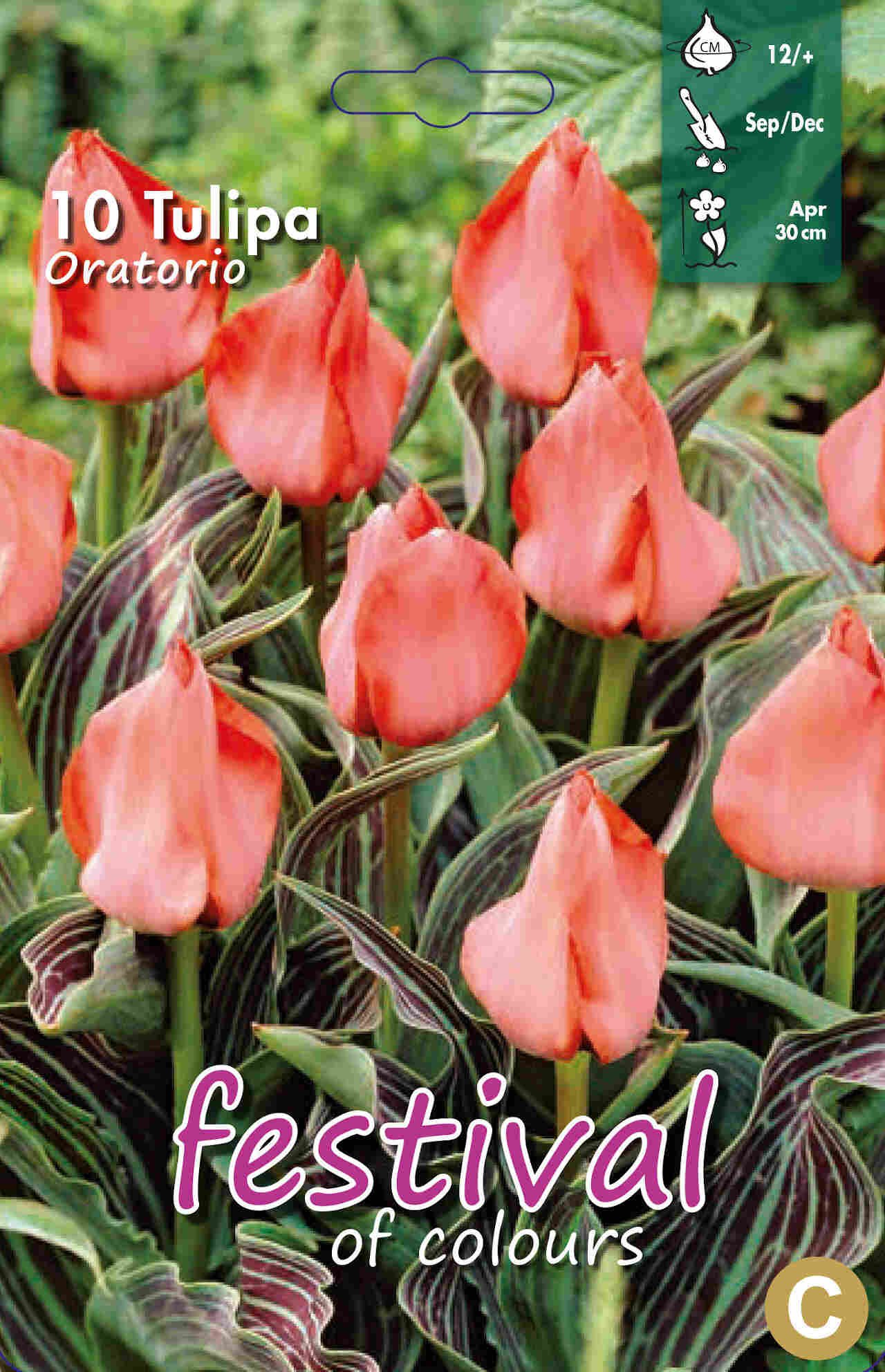 Tulips Oratorio 12/+