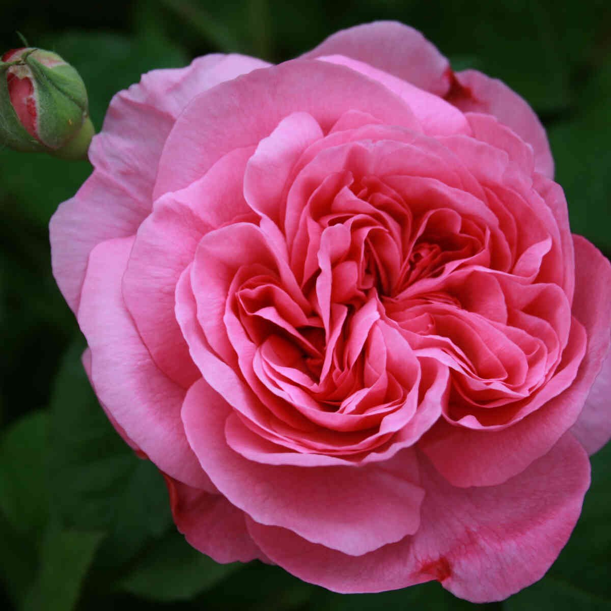 Historisk rose 'Comte de Chambord'
