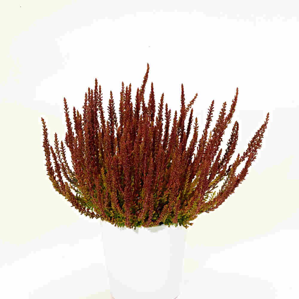 Efterårslyng - Calluna vulgaris  Zorina 10 cm