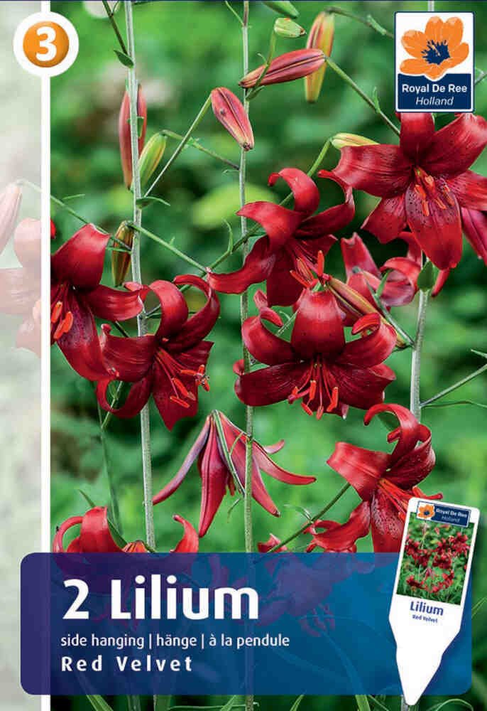 Tiger lilje - Lilium Red Velvet - 2 stk. - 14/16