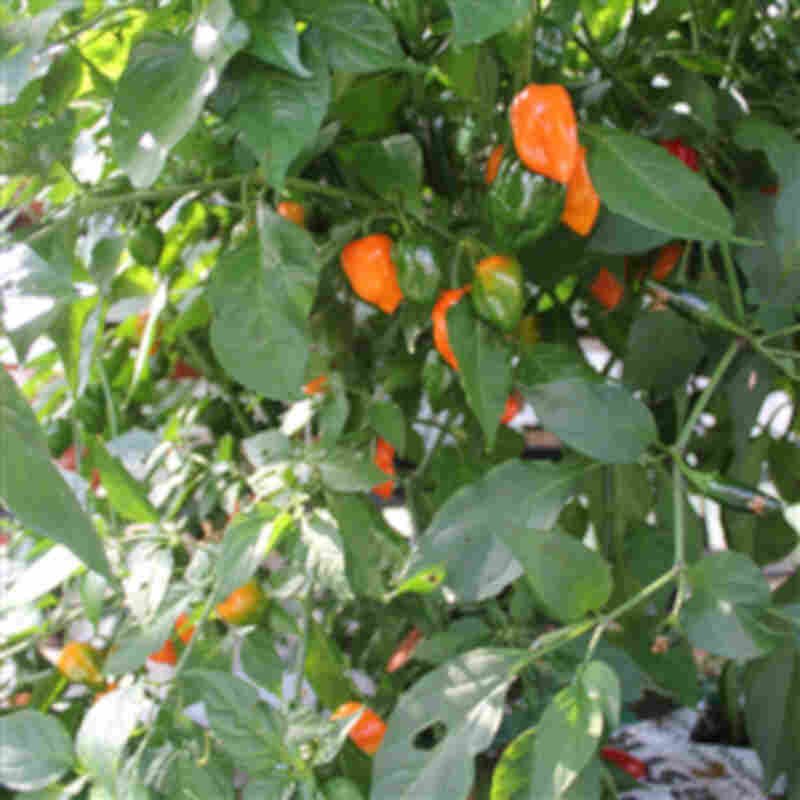 Chiliplante 'Orange Habanero'