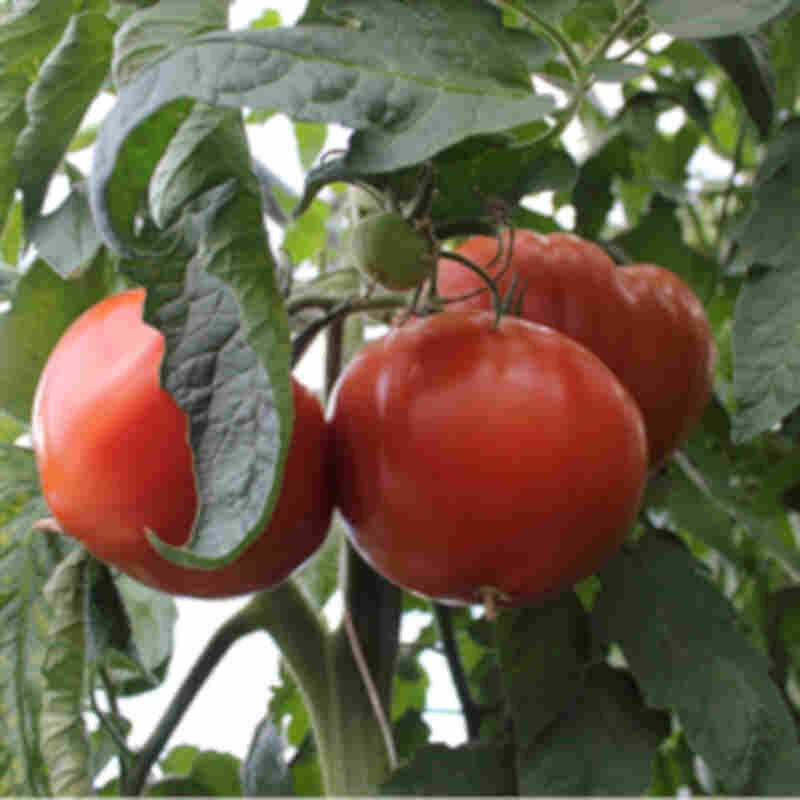 Tomatplante 'Marmande' 11,5cm pot