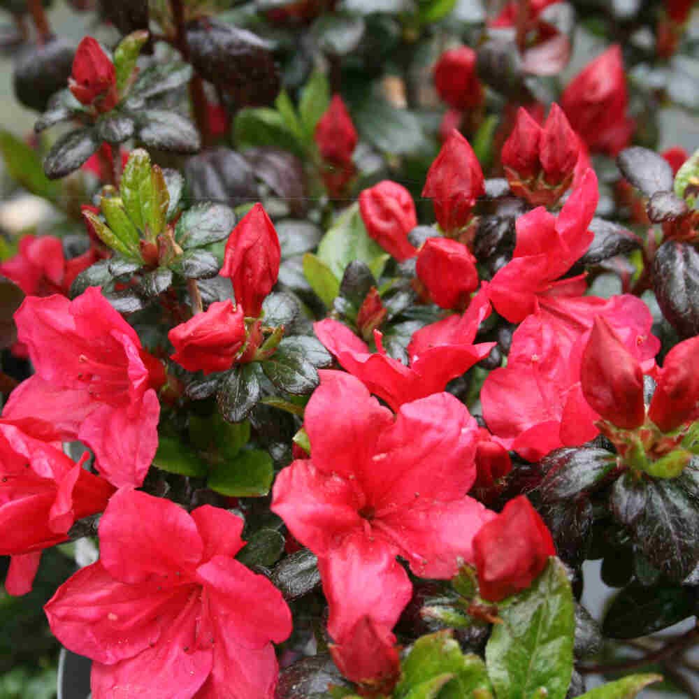 Rhododendron Japonica 'Little Red' 20-25 - C2