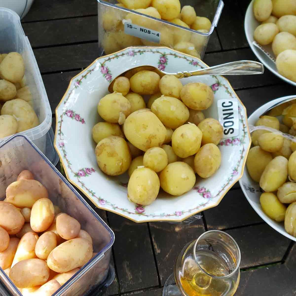 Læggekartoffel  - Sonic 1,5 kg NYHED 2023