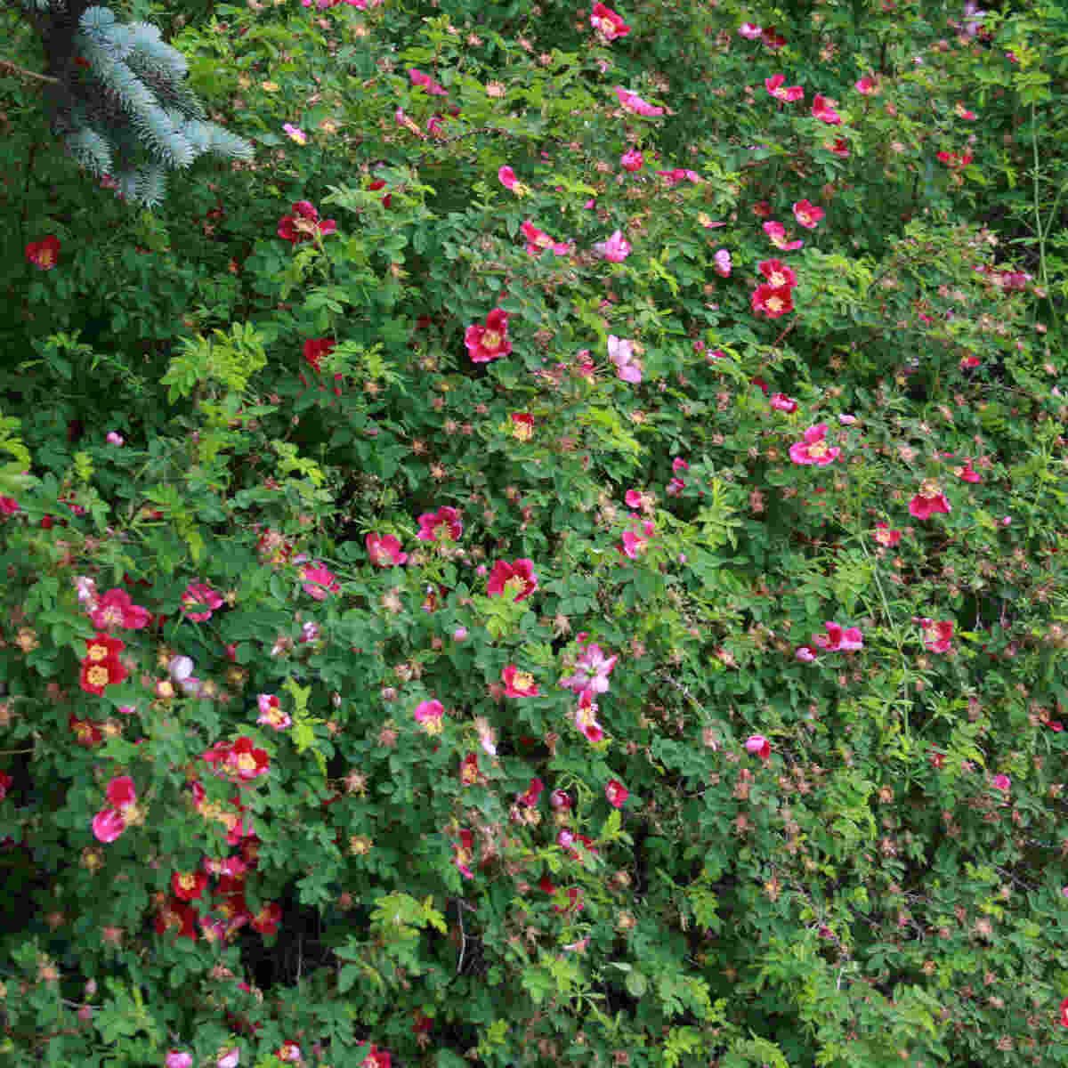 Klitrose pimpinellifolia 'Single Cherry'