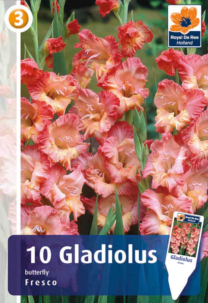 Gladiolus Fresco - 10 stk - 12/14 