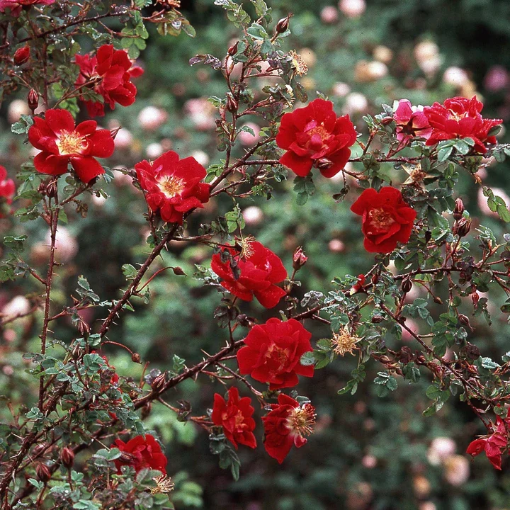 Klitrose - Rosa pimpinellifolia 'William III'