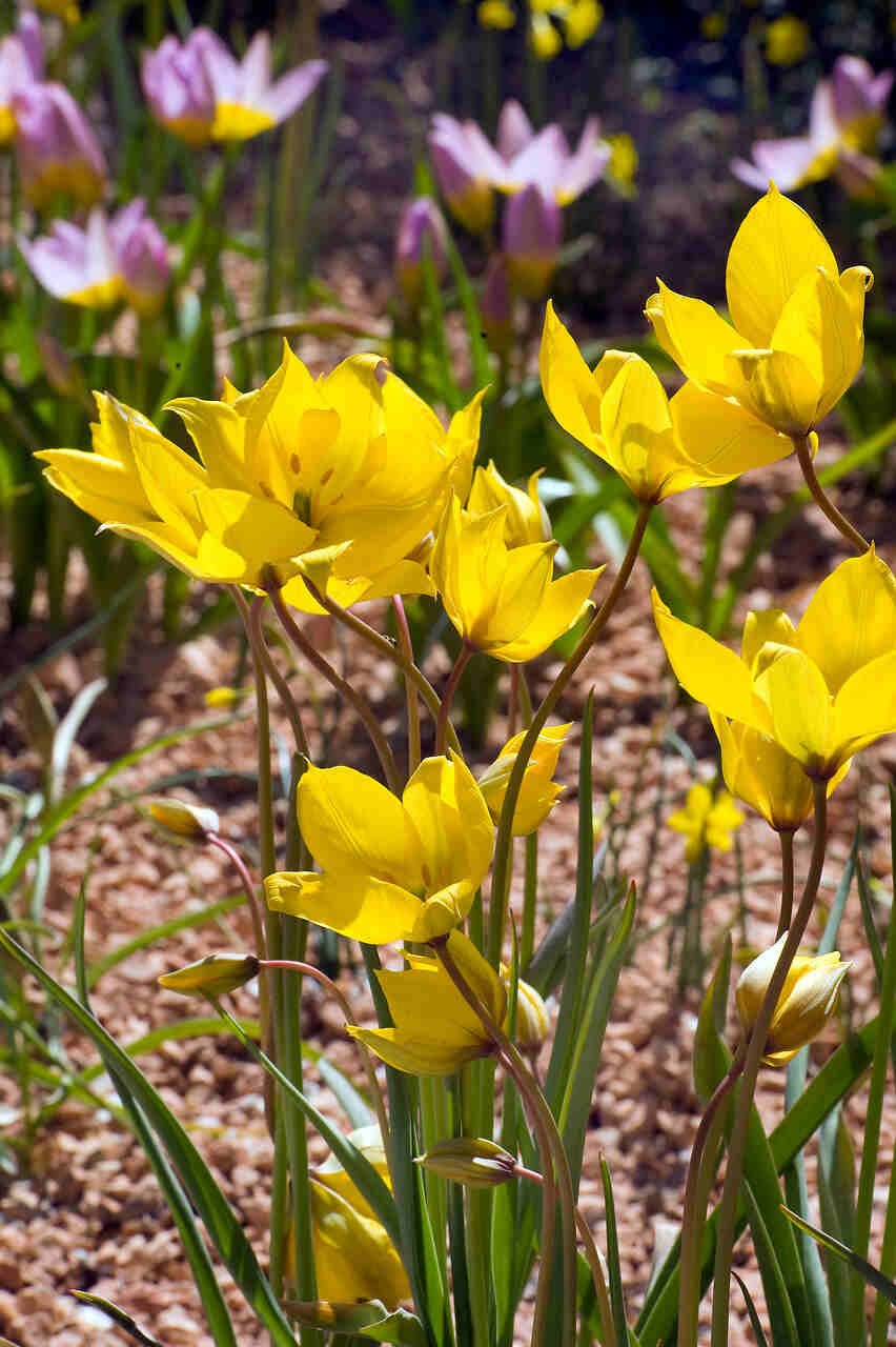 Tulipanløg - Tulipa  Sylvestris (5/+) - skovtulipan
