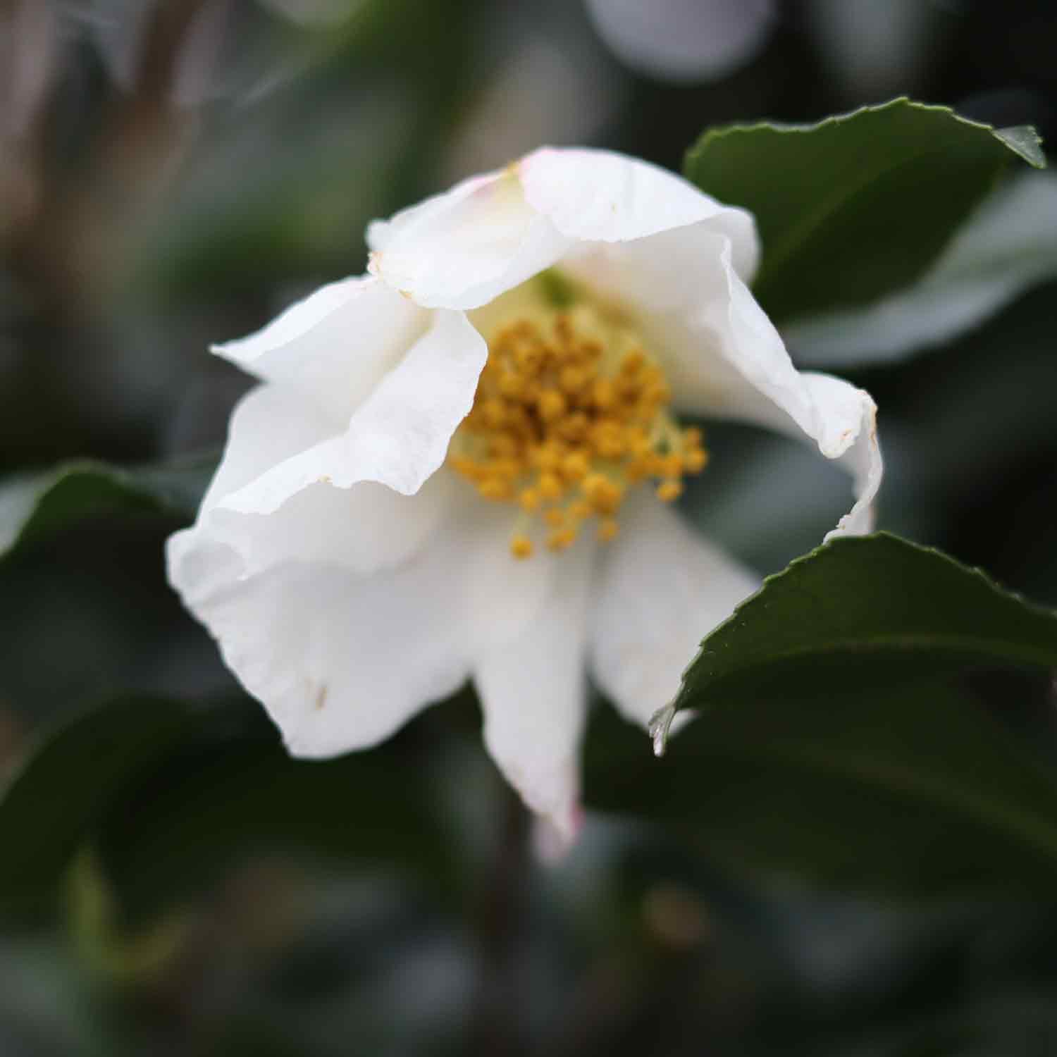 Camellia sasanqua 'Cleopatra White'