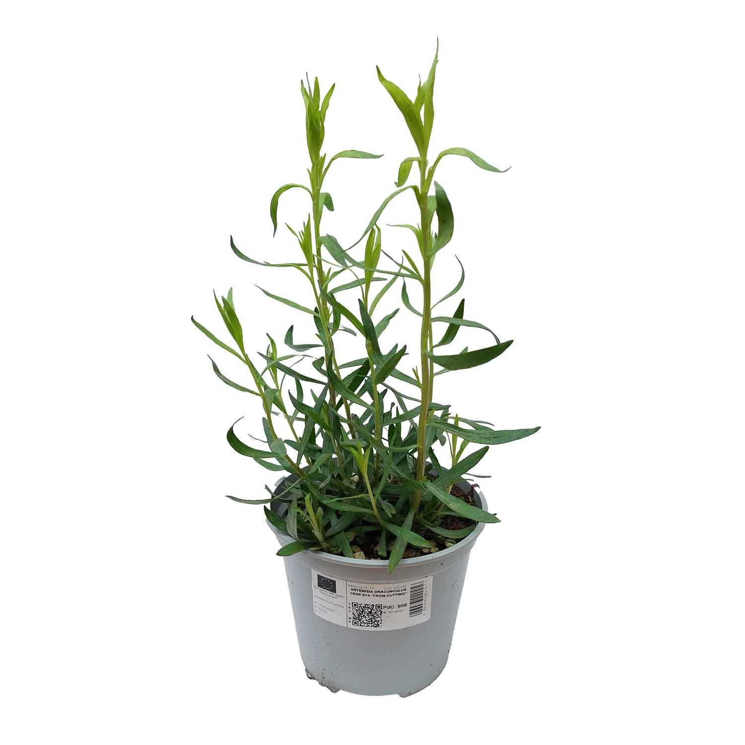 Fransk Estragon ægte - Artemisia dracunculus 14cm