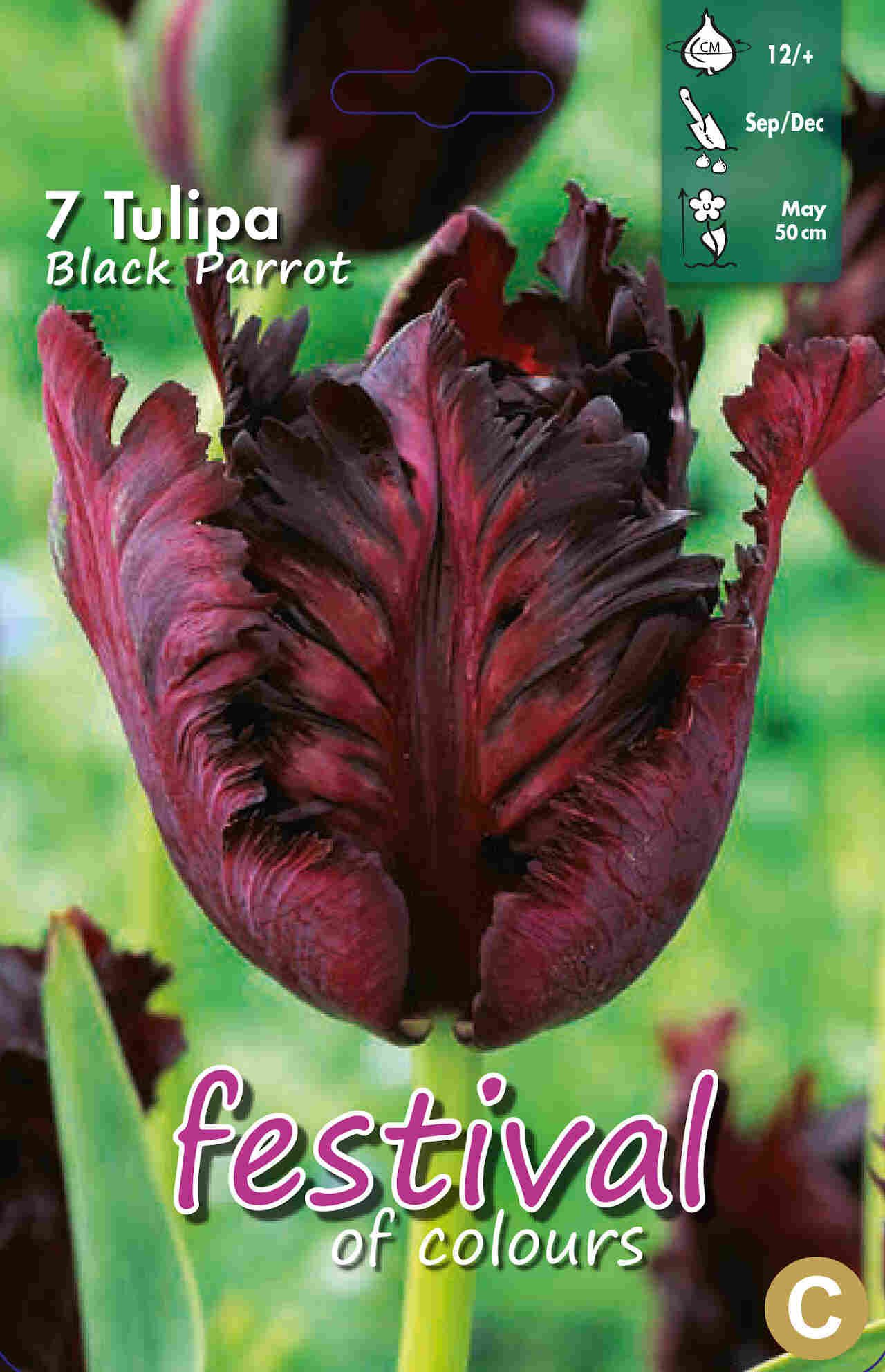 Tulips Black Parrot 12/+