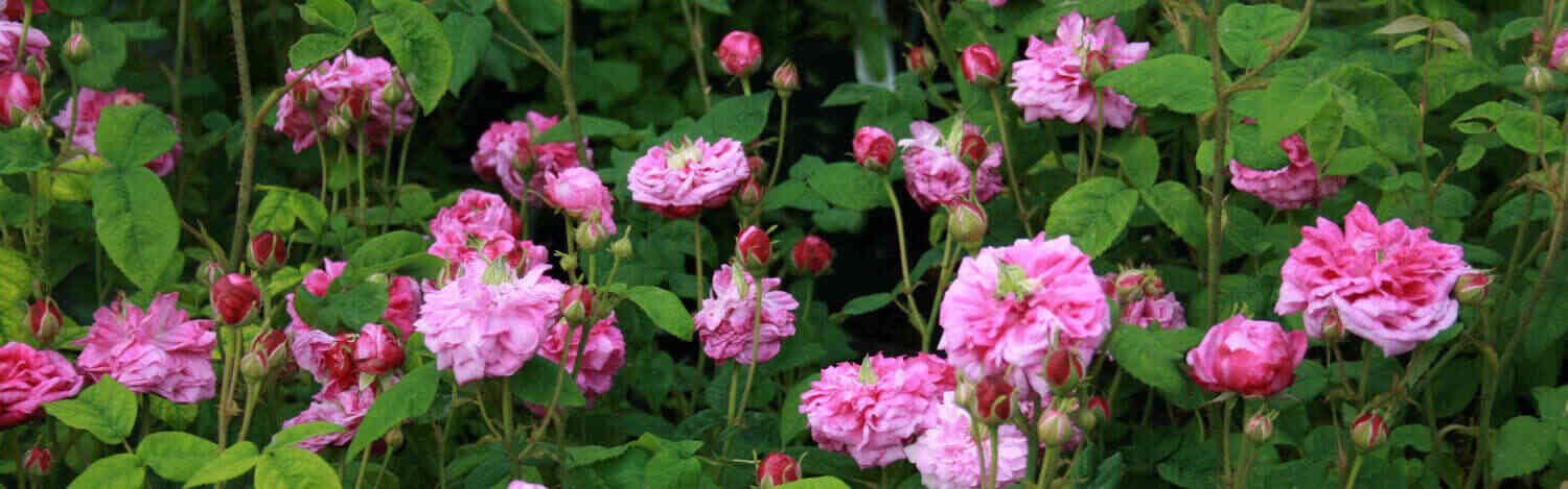 Mosrose - Rosa centifolia 'Petite de Hollande'