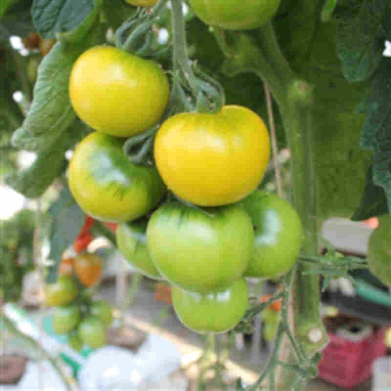 Tomatplante 'Golden Queen' 11,5cm pot