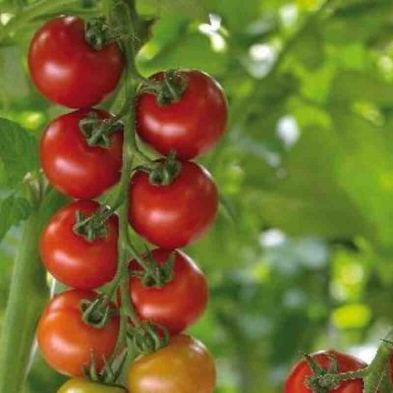 Tomatplante - Lycopersicum 'Aranka'