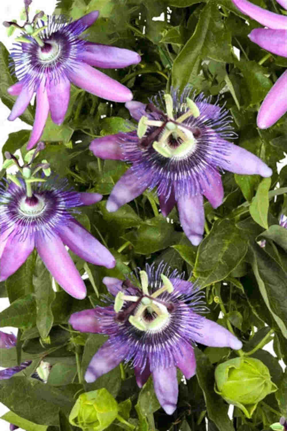 Passiflora 'Betty Miles Young'