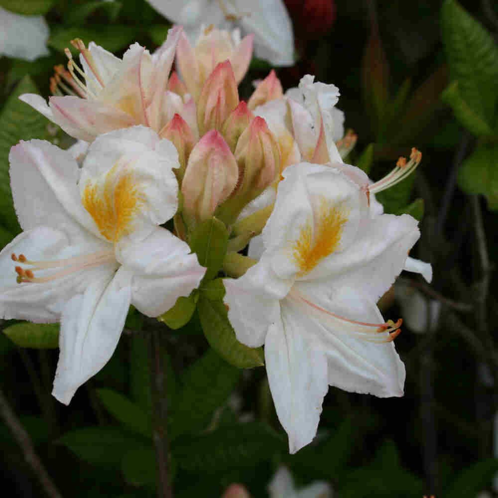 Azalea - Rhododendron 'Persil' 40-50 - C5