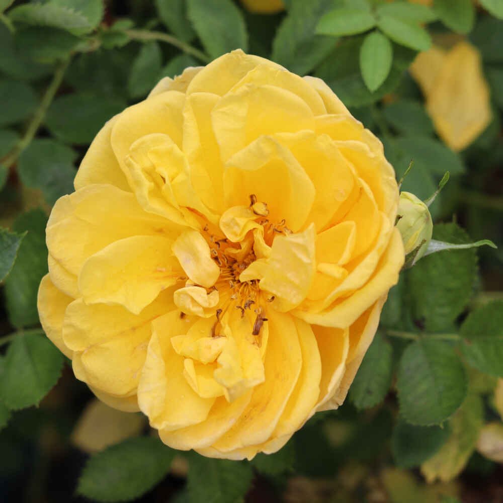 Historisk rose - Rosa foetida 'Persian Yellow'