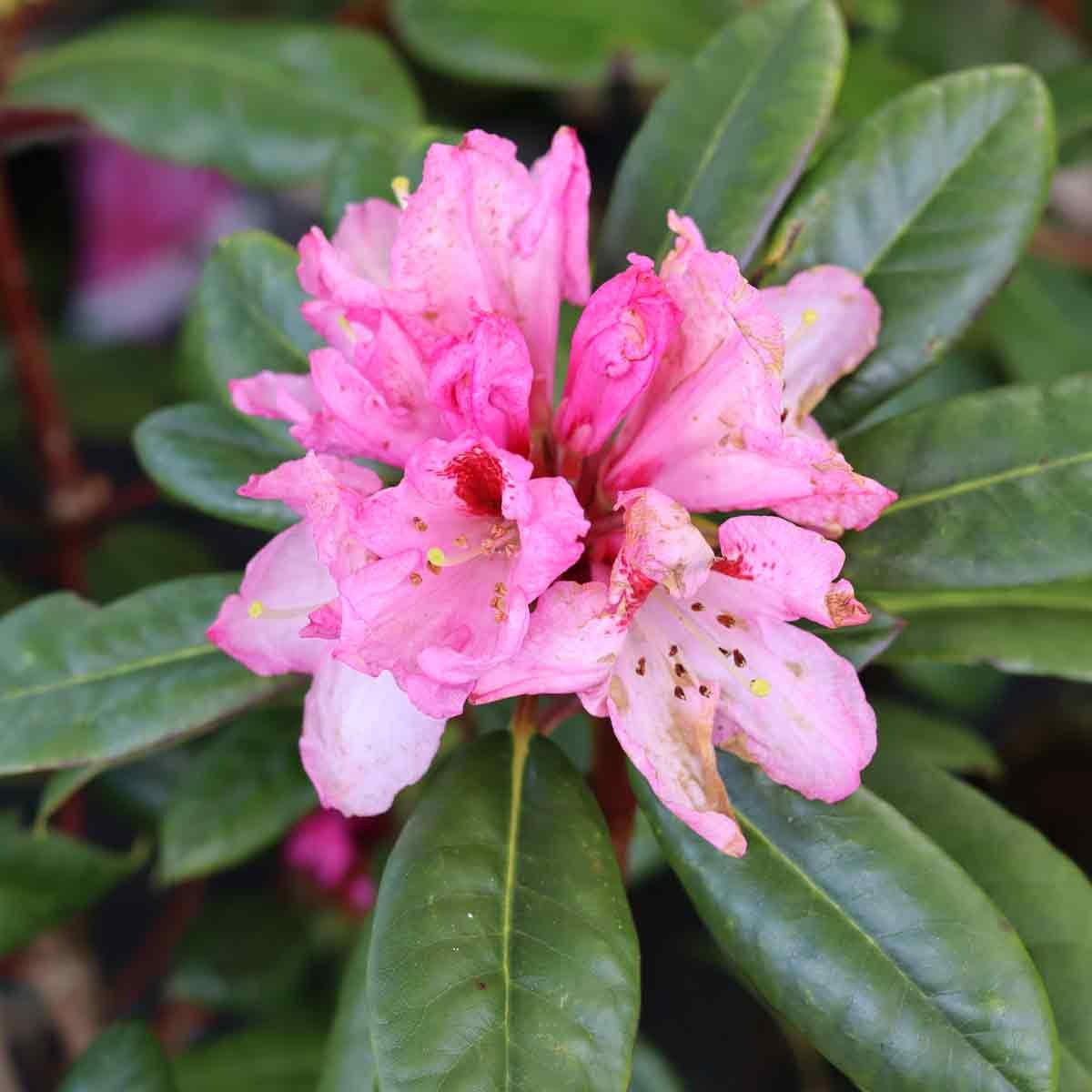 Rhododendron 'Marcel Menard' 80/100cm C80