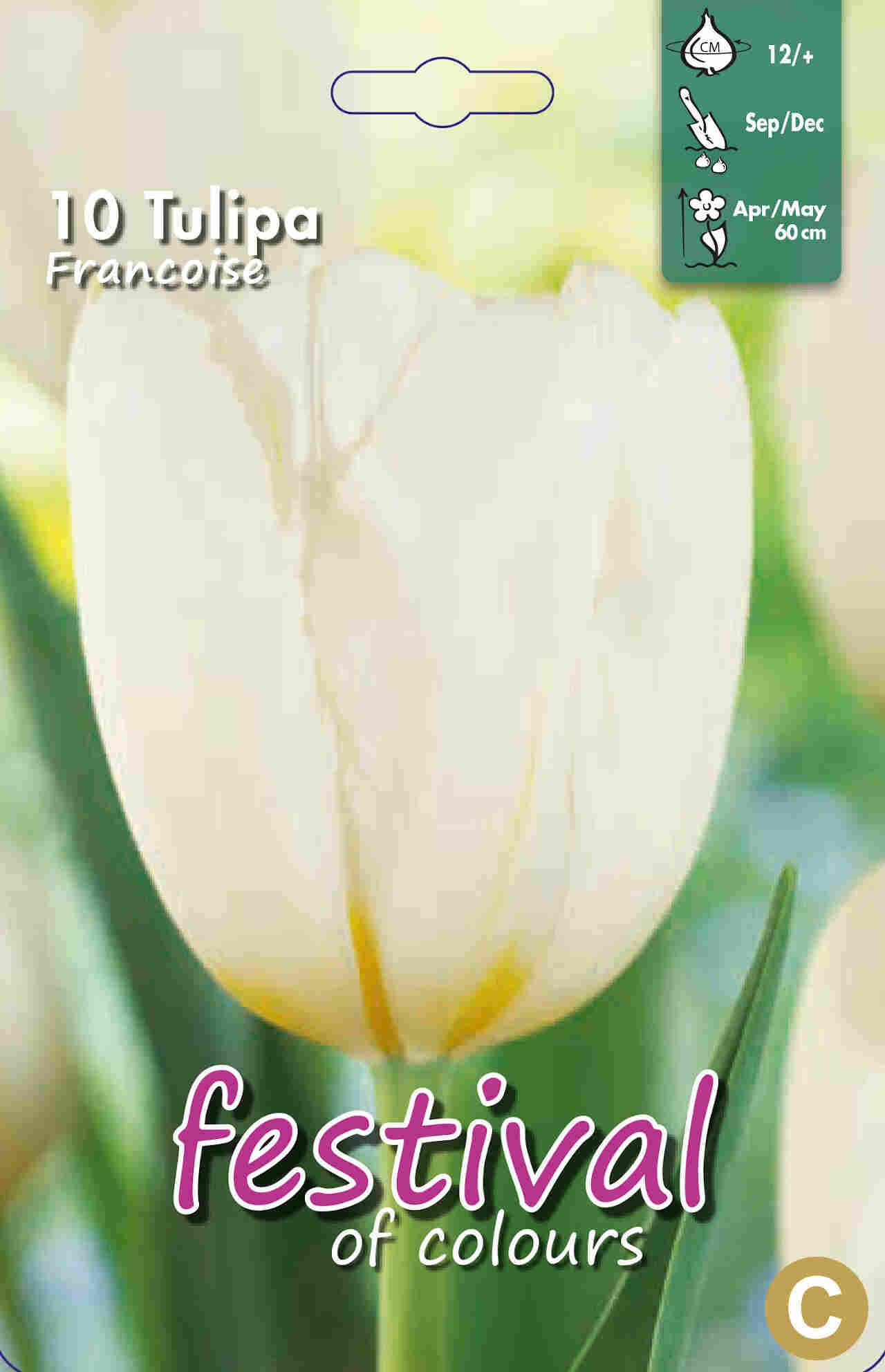 Tulips Francoise 12/+