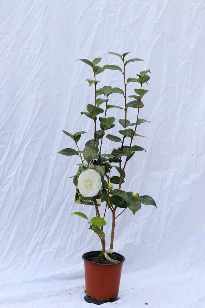 Camellia jap Nuccio's Gem 3L 60cm