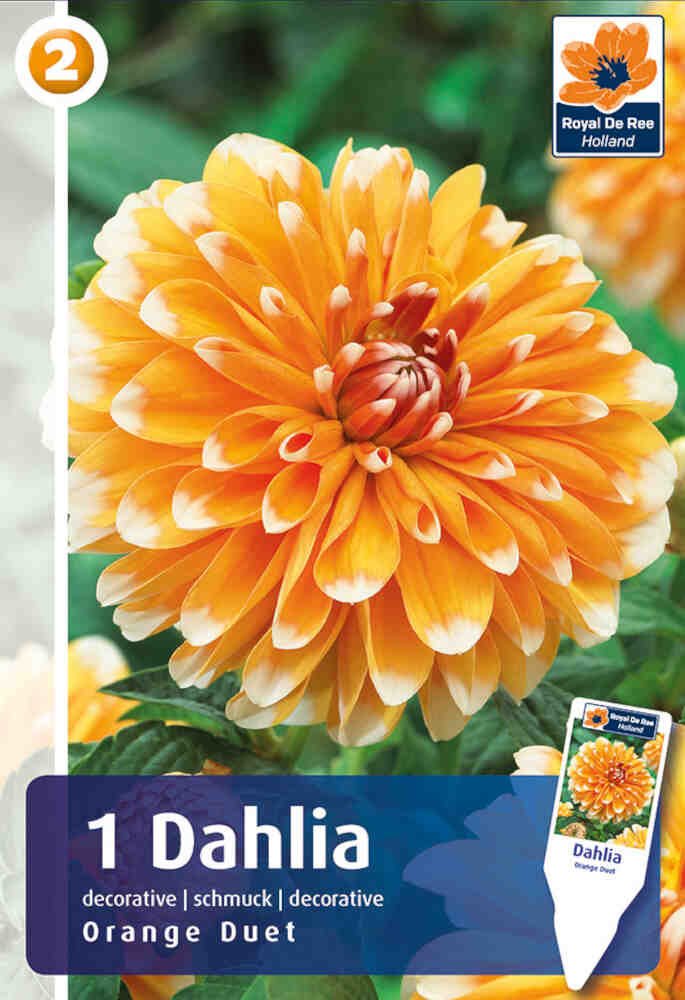 Dahlia orange Duet - Decorative