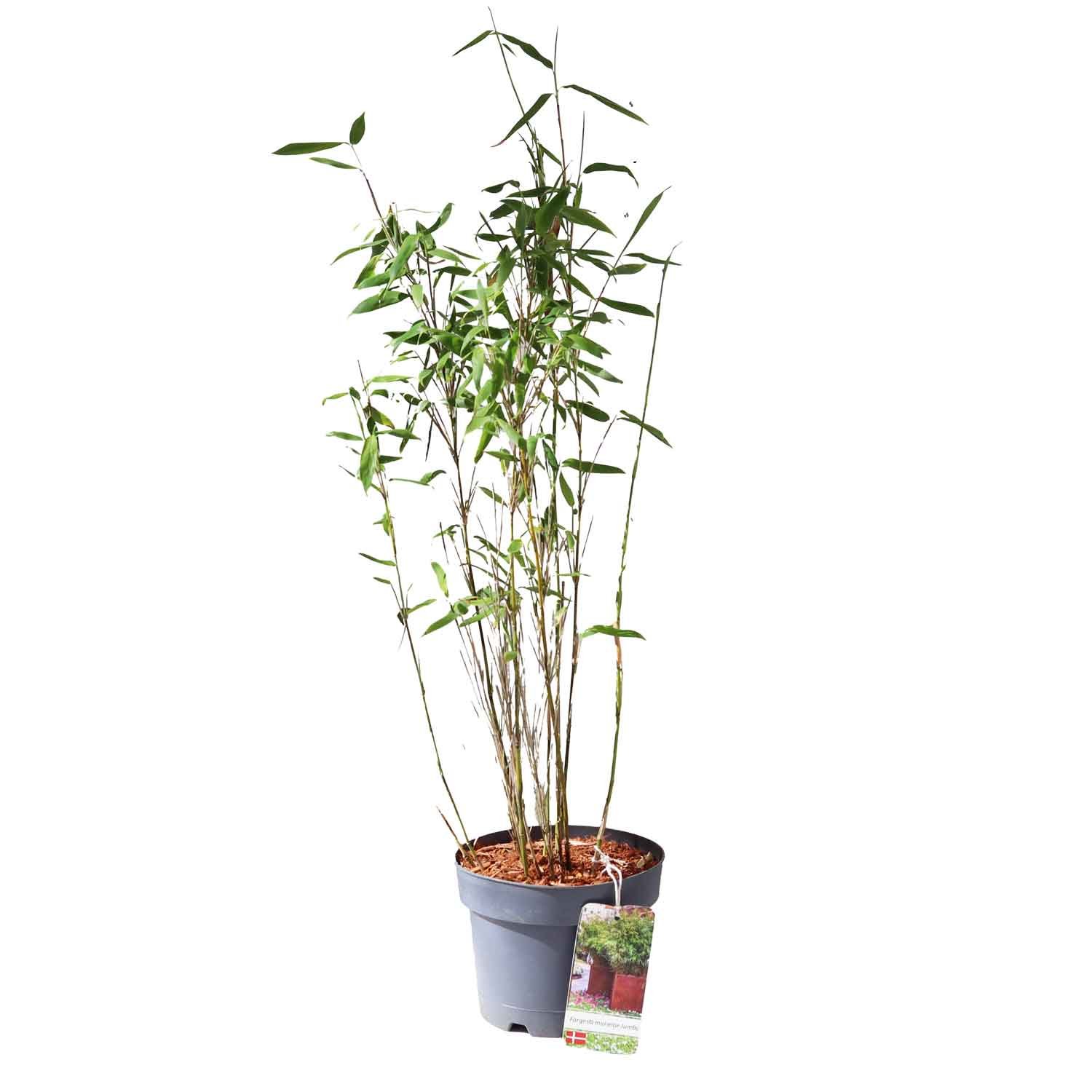 Bambus - Fargesia murielae Jumbo 3L