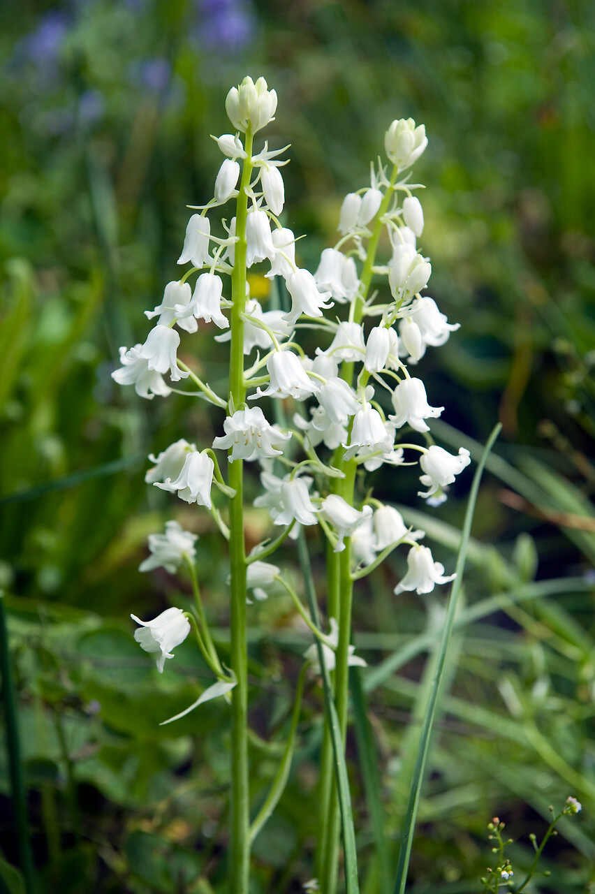 Spansk klokkeskilla - Hyacinthoides  hispanica 'White' (8/10)