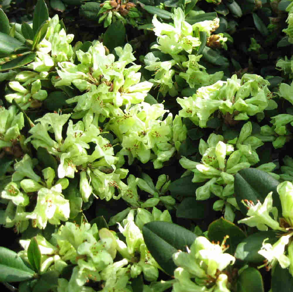 Dværgrhododendron 'Shamrock' 20-25 - C2