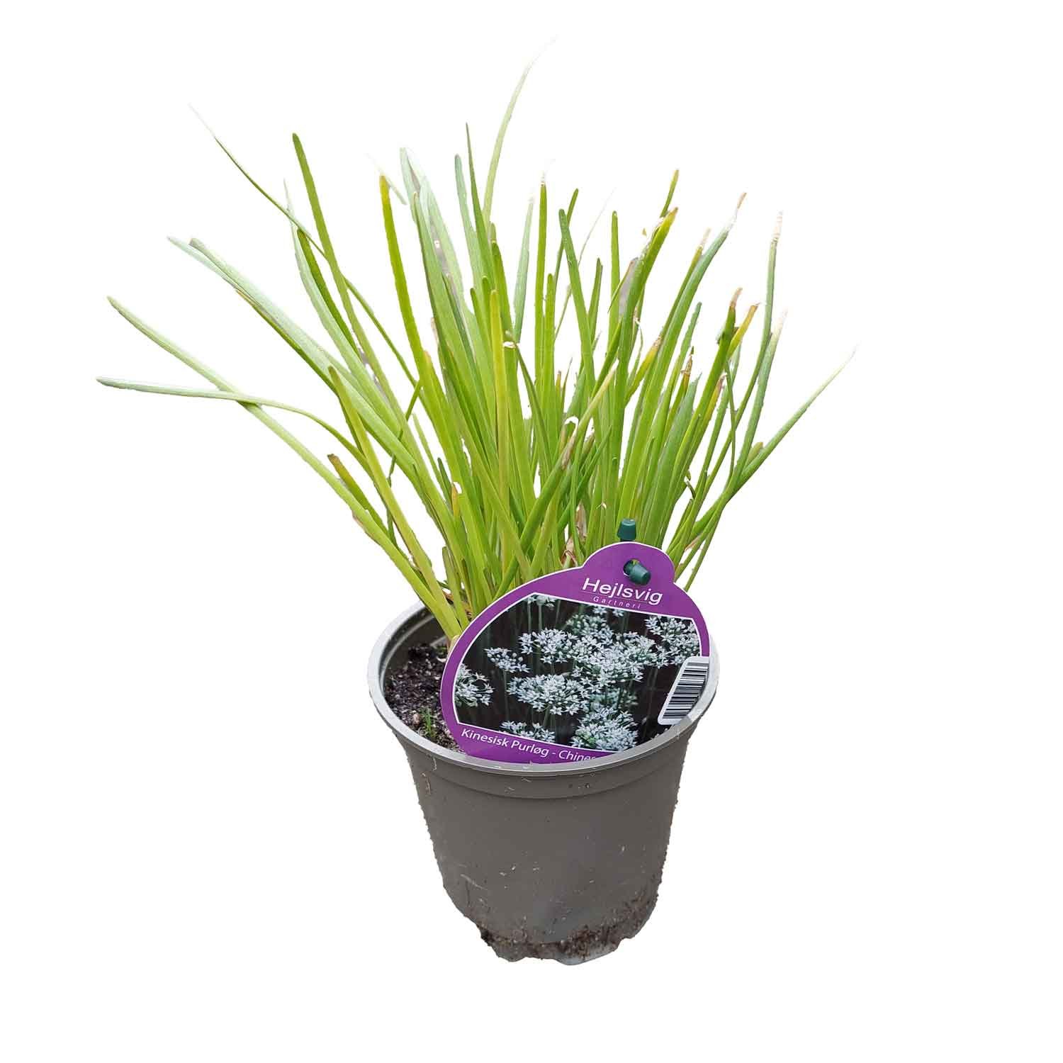 Kinesisk purløg - Allium tuberosum 12cm