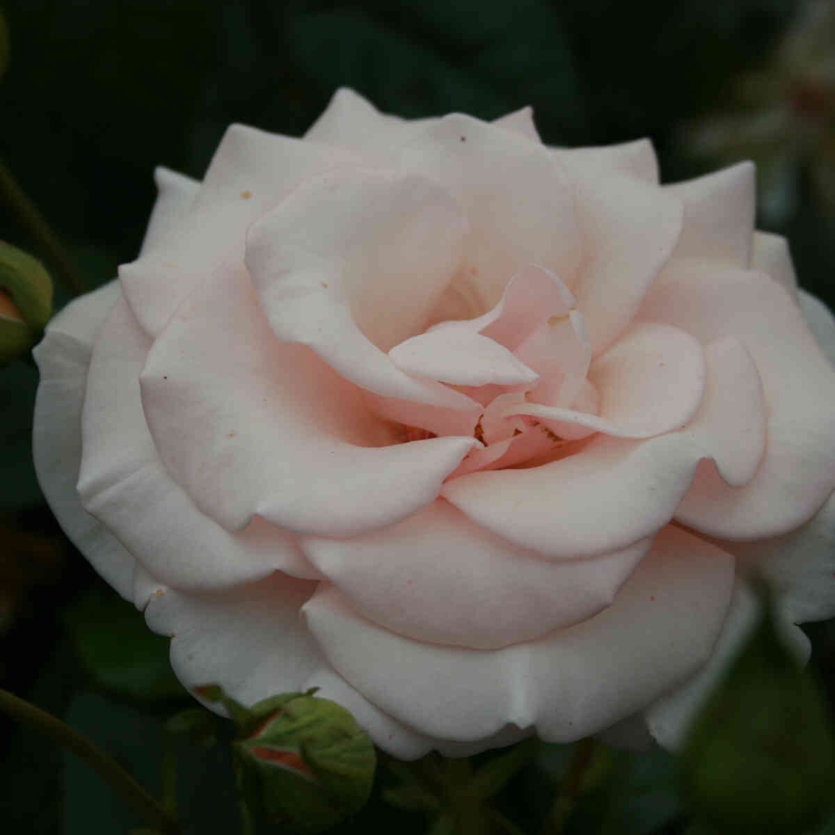 Rosa 'Elins rose'
