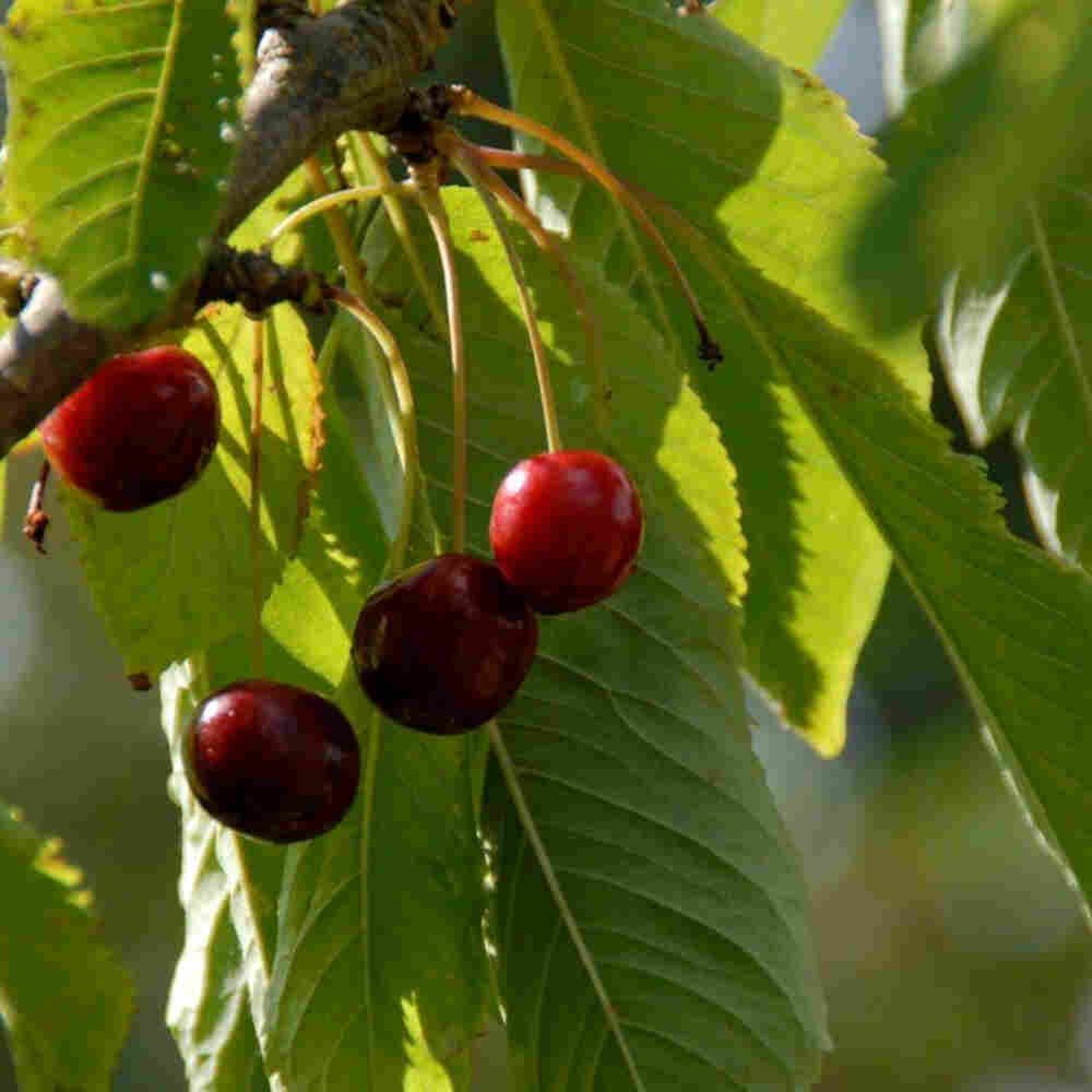 Kirsebærtræ - Prunus avium 'Lapins'