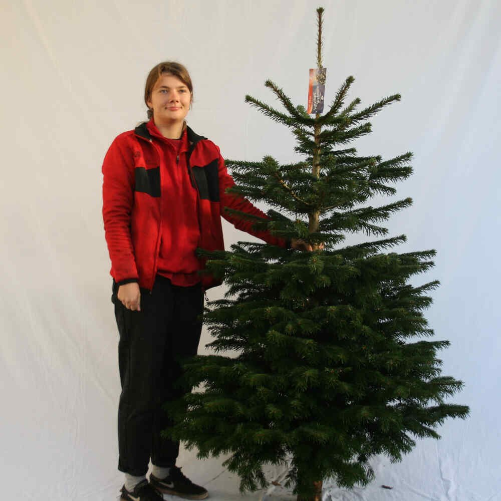 Juletræ 175-200cm