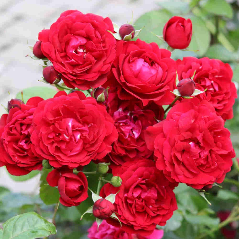 Rose 'Capricia Renaissance'