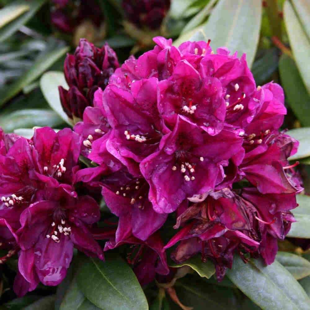 Rhododendron ponticum 'Polarnacht' 30-40 - C5