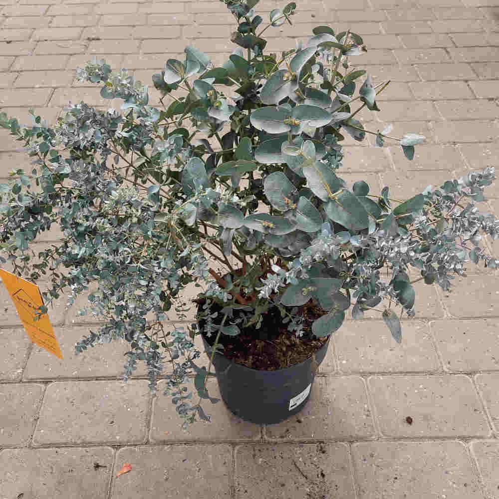 Eucalyptus gunnii - 24cm pot