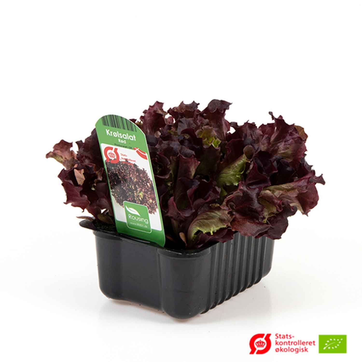 Salat - rød krølsalat i box