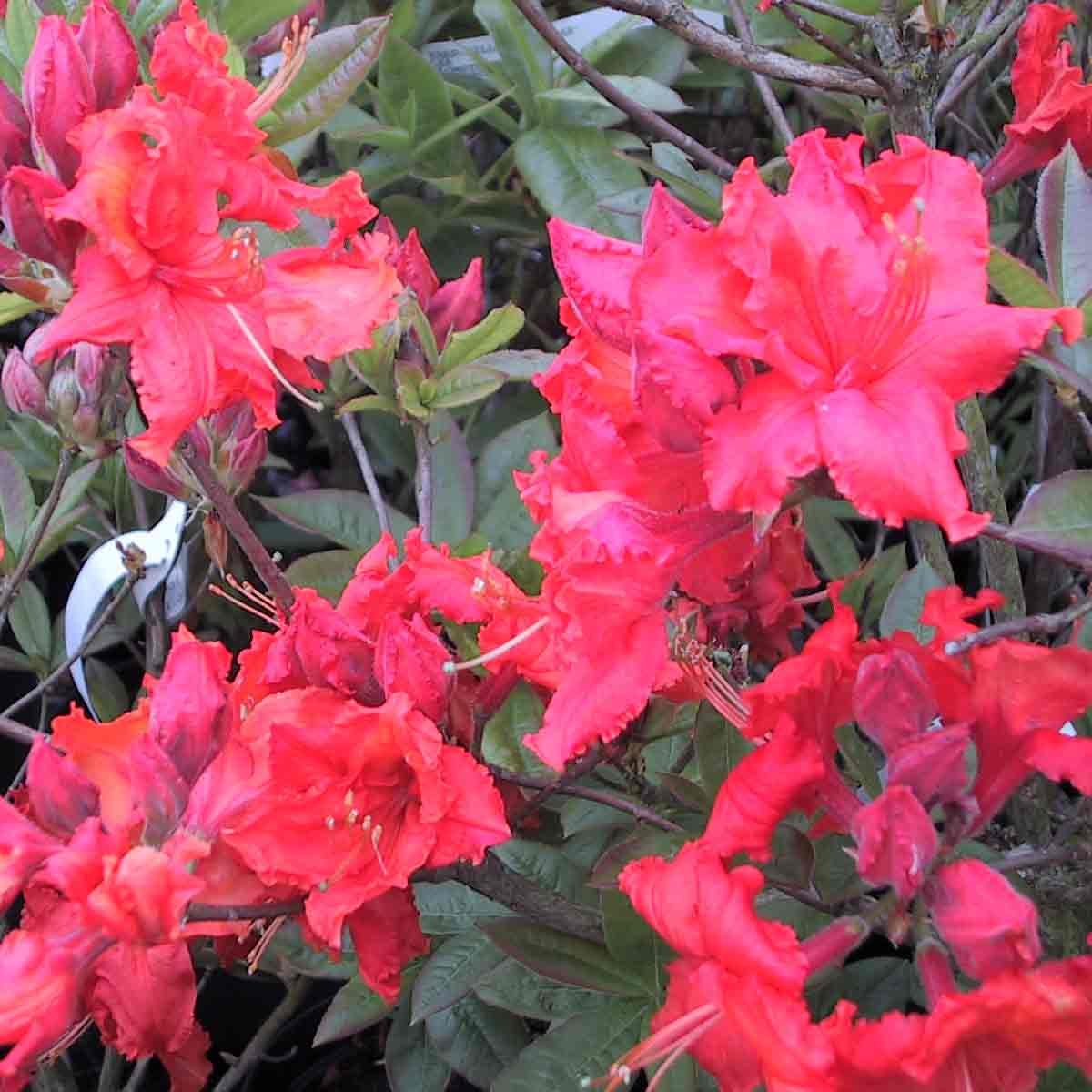 Azalea - Rhododendron 'Gibraltar' 30/40 C5