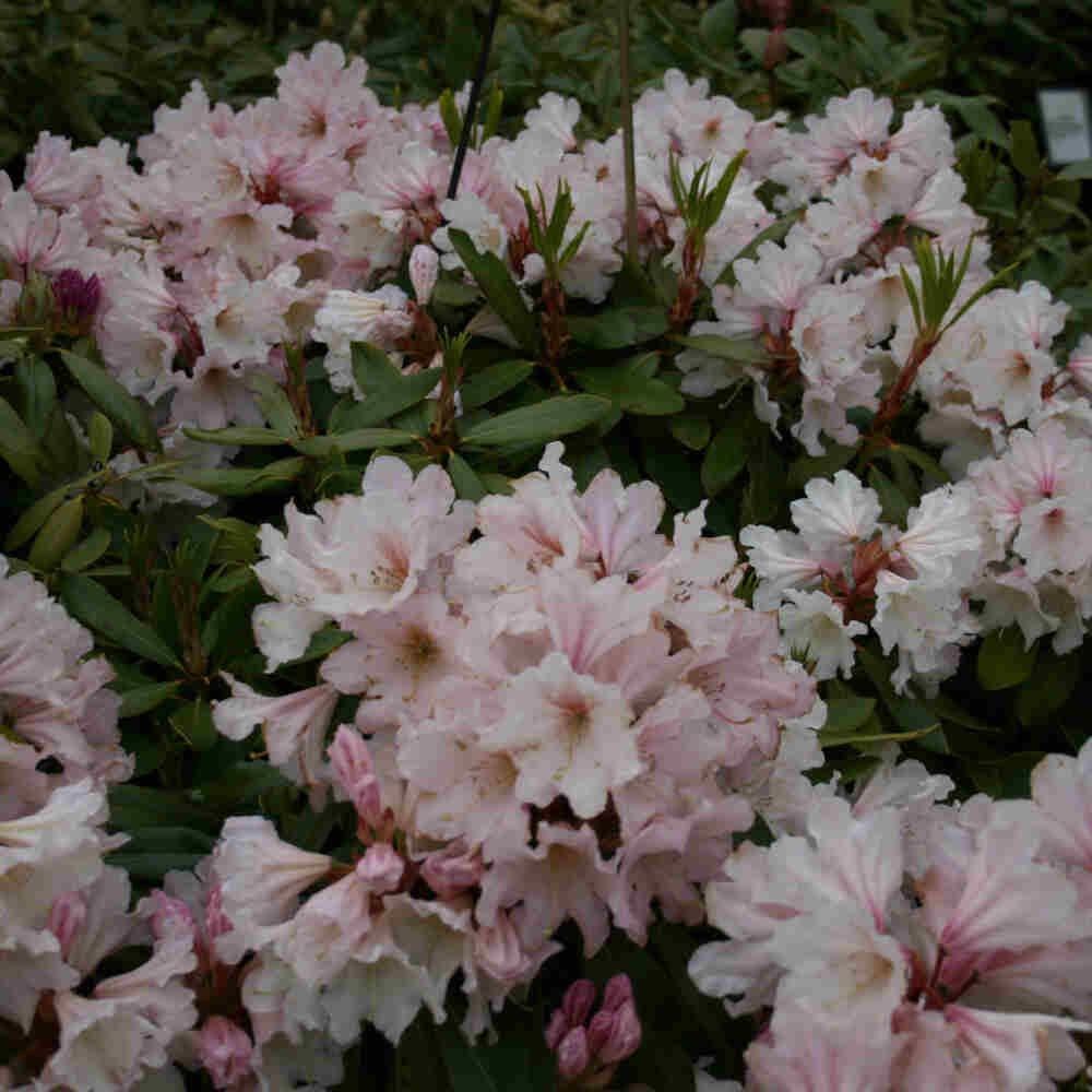 Rhododendron 'Dufthecke' C5 Inkarho®