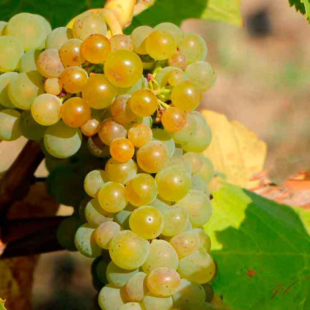 Vinplante - Vitis vinifera 'Romulus' C4