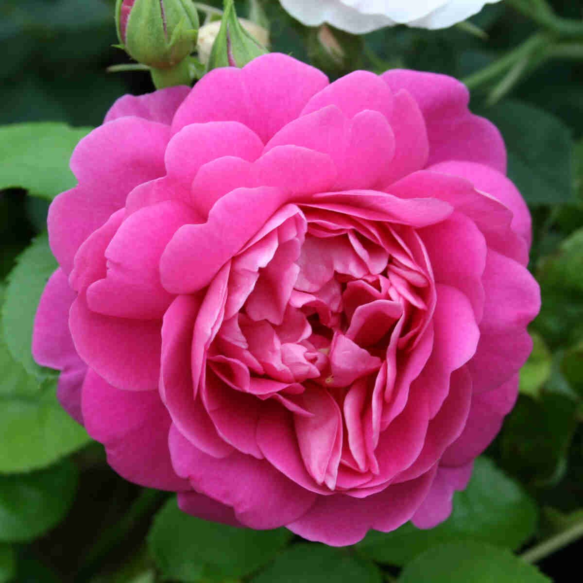 Rose 'Princess Anne'