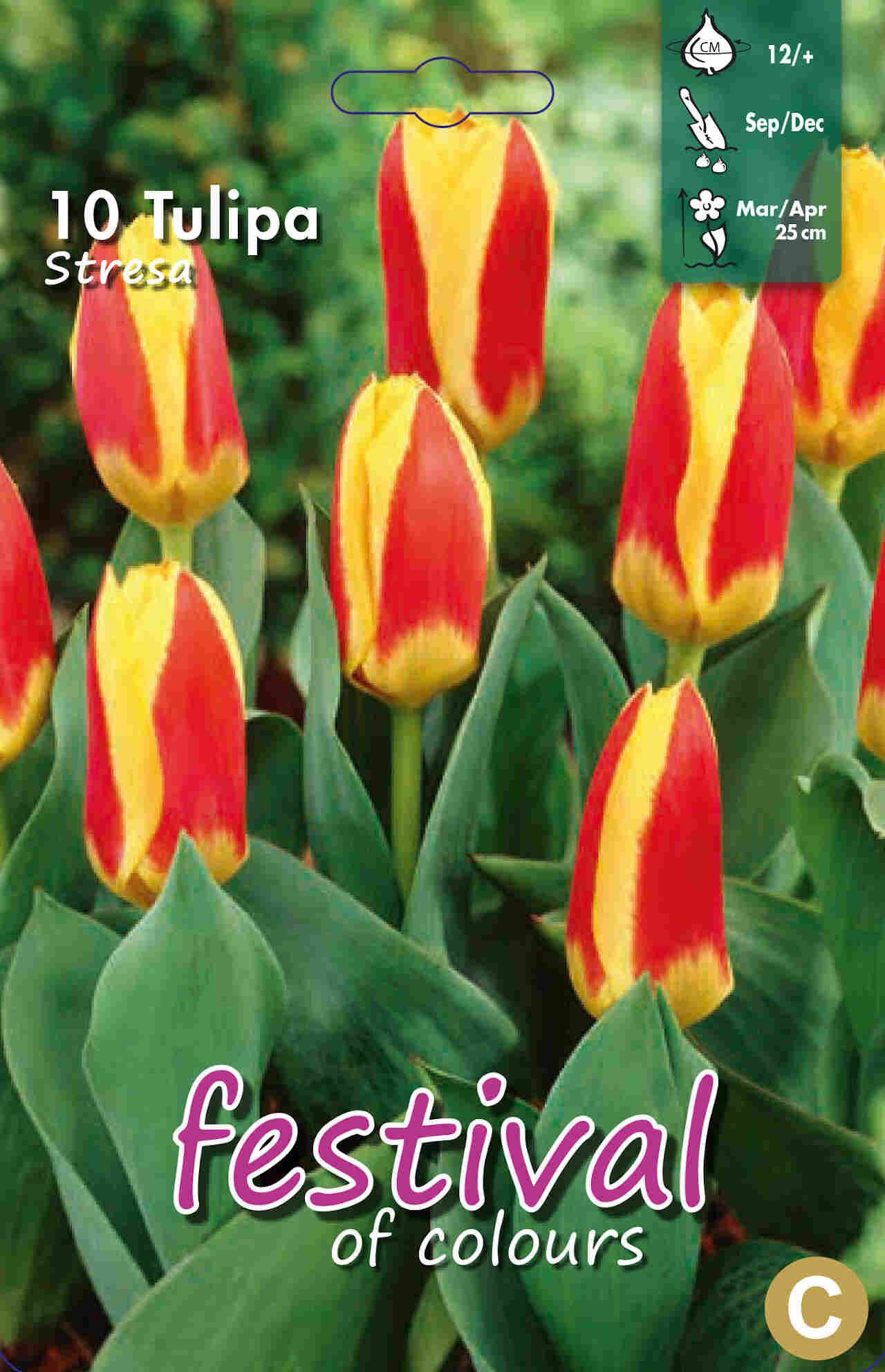 Tulips Stresa 12/+