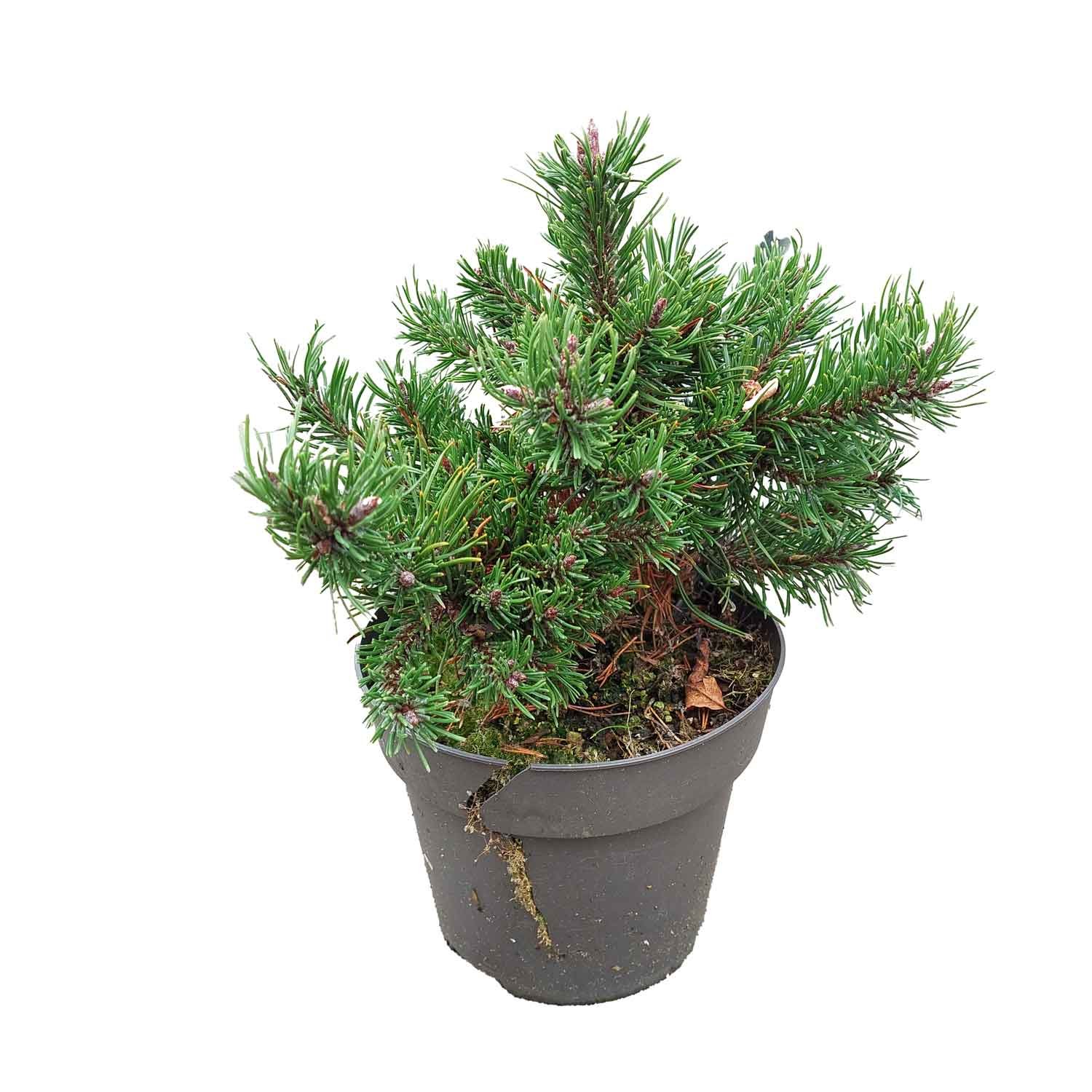 Dværgfyr - Pinus mugo 'Klostergrün' C 2,3
