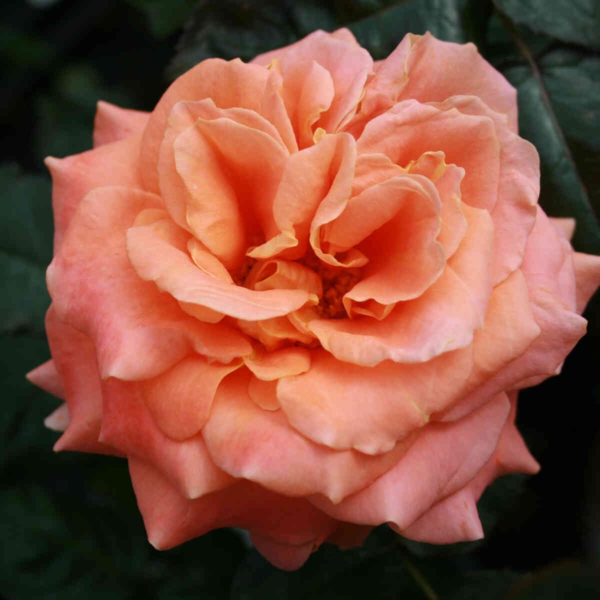 Rose 'Flora Danica'